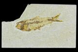 Bargain Fossil Fish (Knightia) - Wyoming #120681-1
